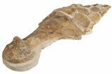 Fossil Plesiosaur Paddle & Coracoid - Asfla, Morocco #199983-5